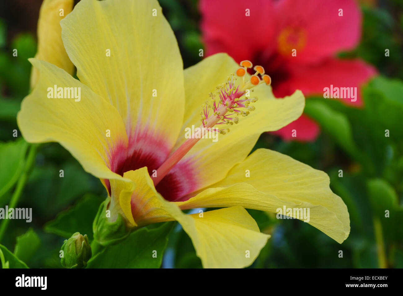 Tenerife - hibiscus flower. Stock Photo