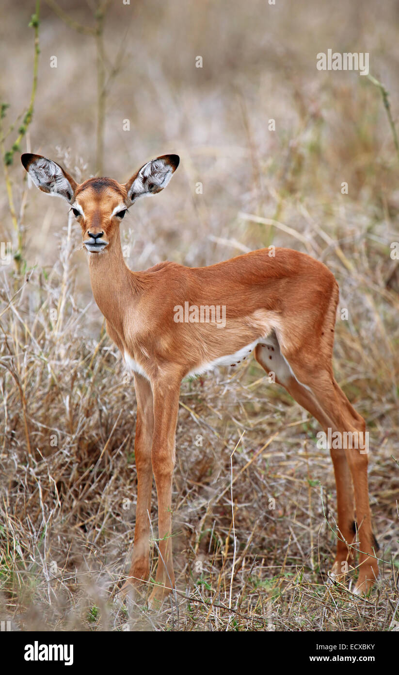 Young impala in kruger hi-res stock photography and images - Alamy