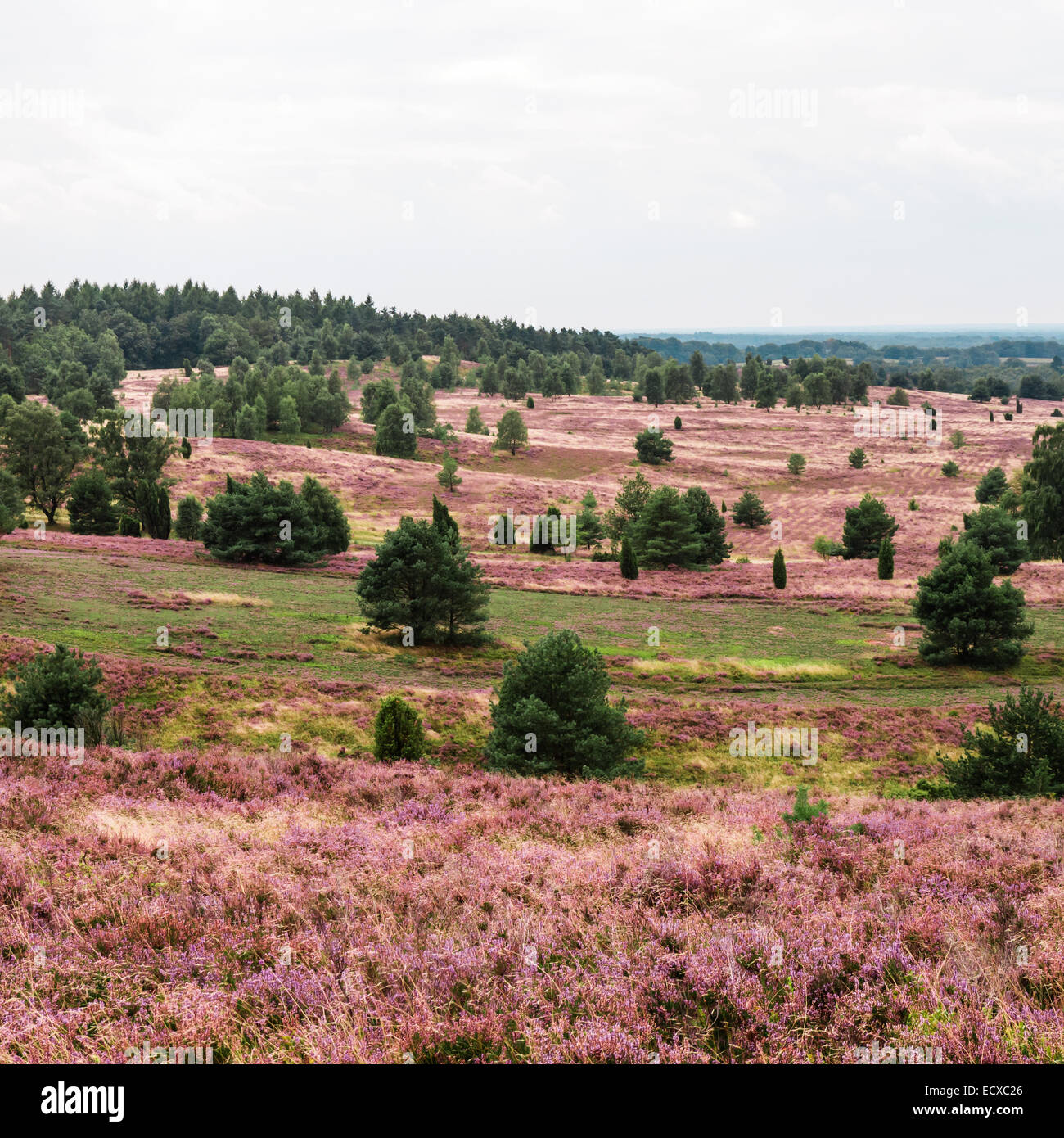 panoramic view on Lueneburg Heath in summer Stock Photo