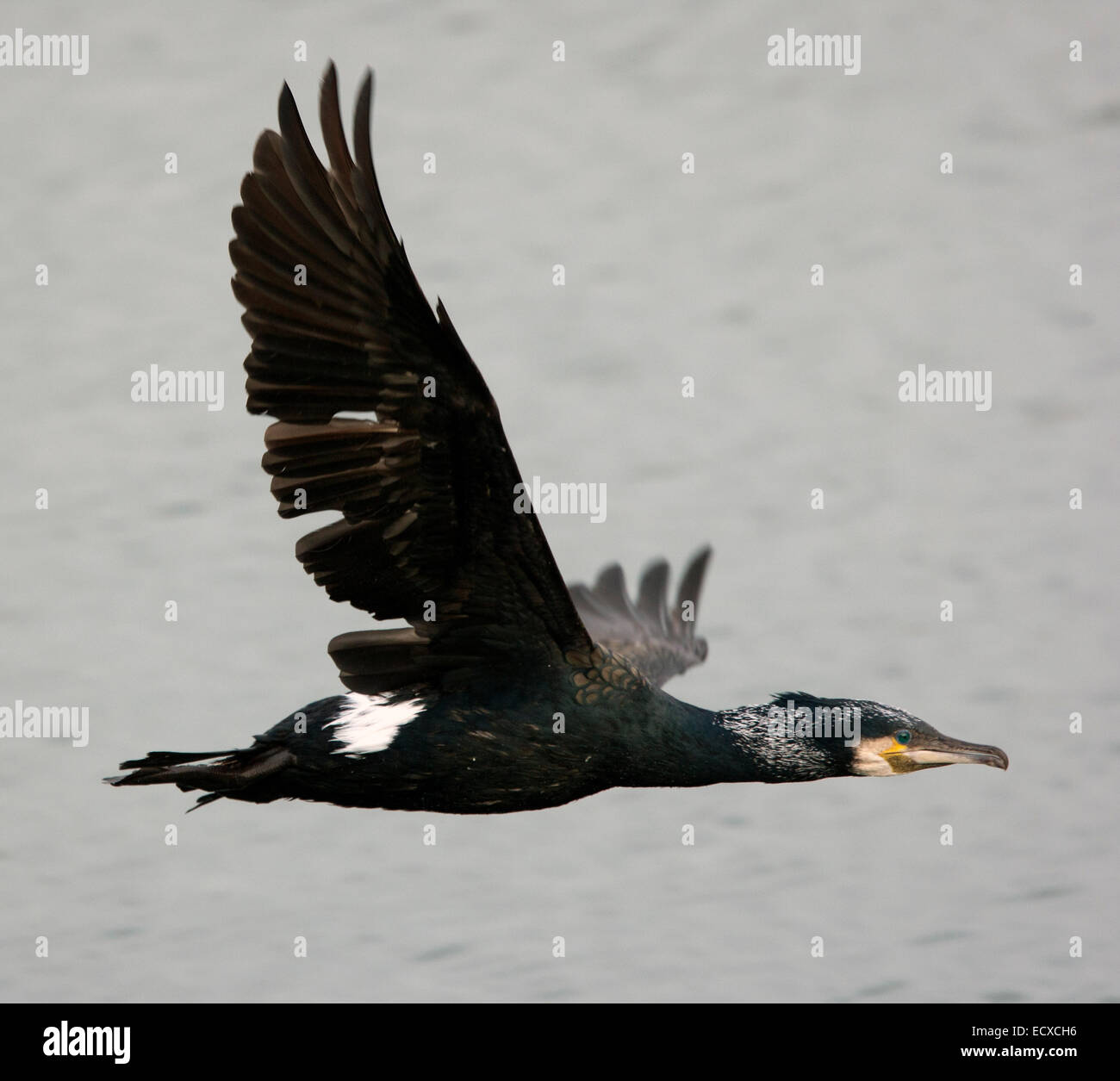 Great Cormorant, adult in breeding plumage, Cornwall, England, UK Stock