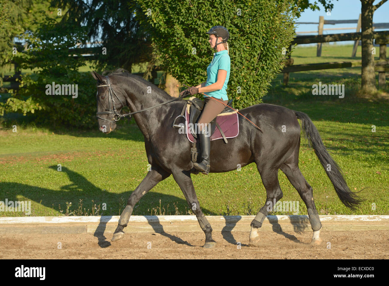Riding without stirrups hires stock photography and images Alamy