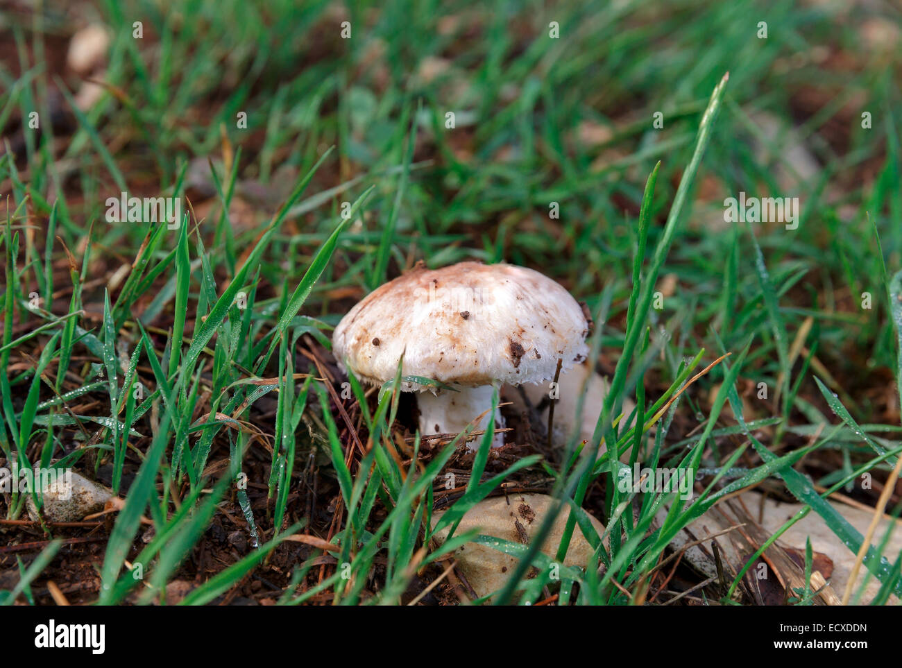 Mushroom growing in their natural habitat Stock Photo Alamy