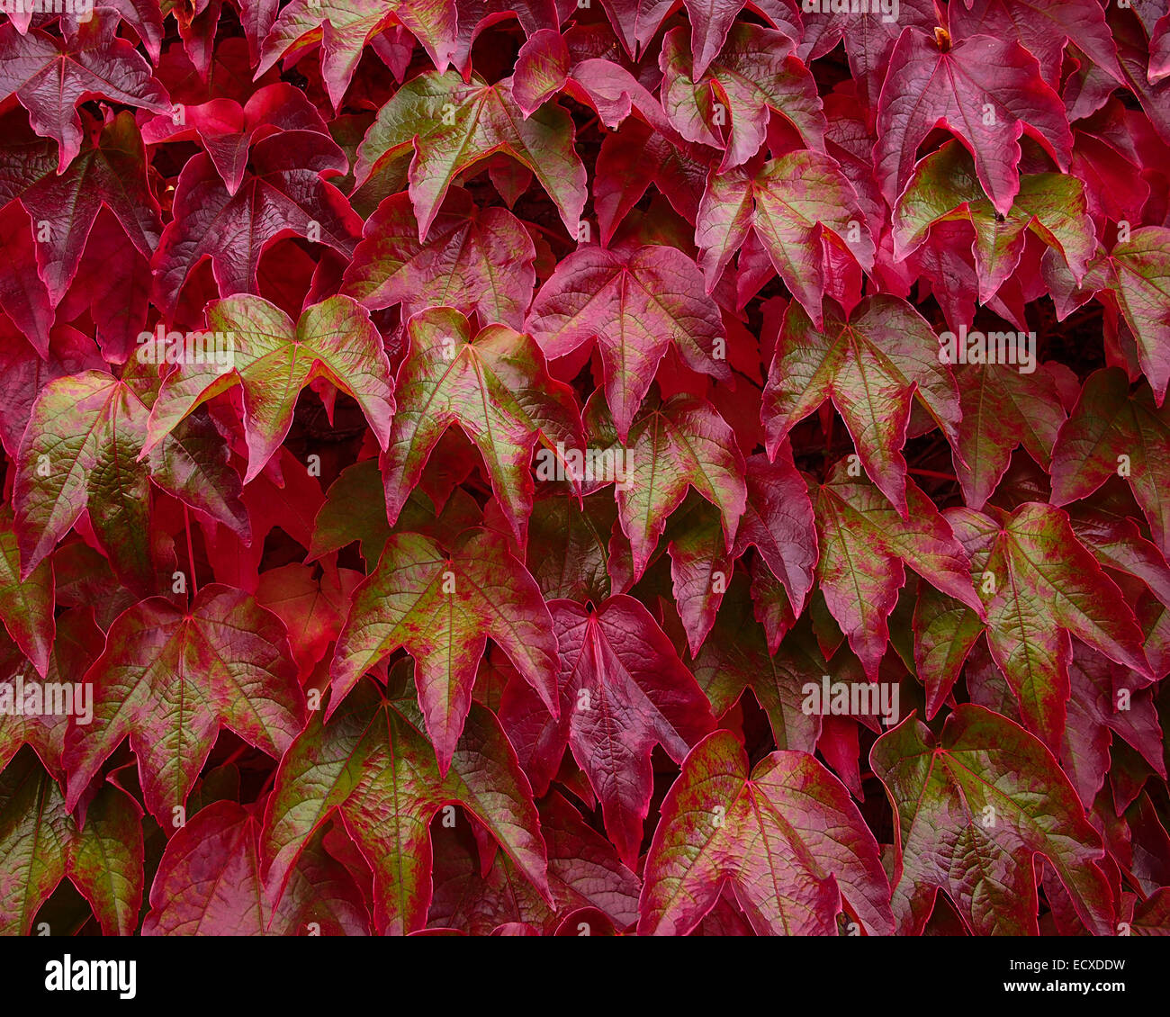 Creeper vine hires stock photography and images Alamy