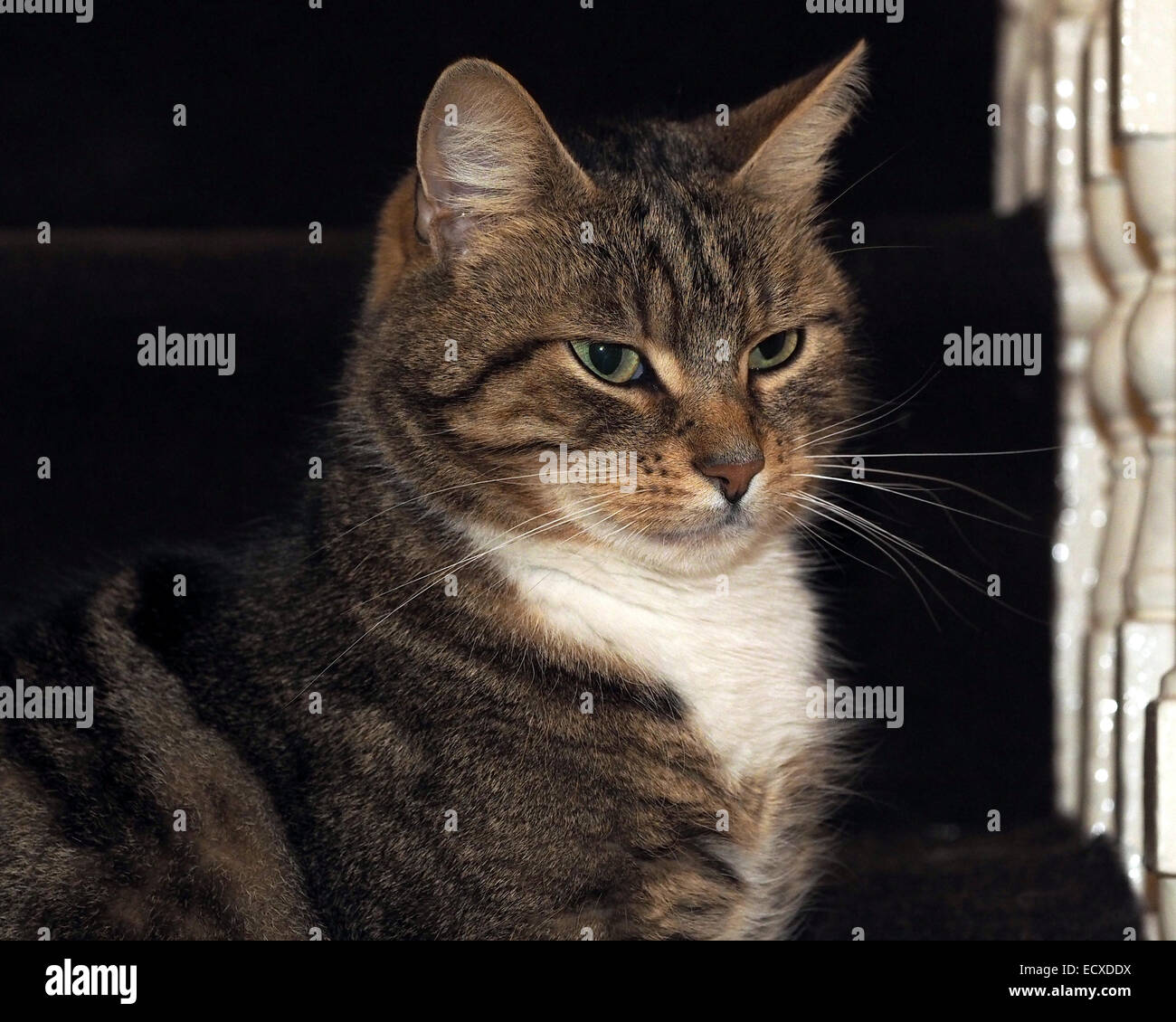 Cat on a staircase Stock Photo Alamy