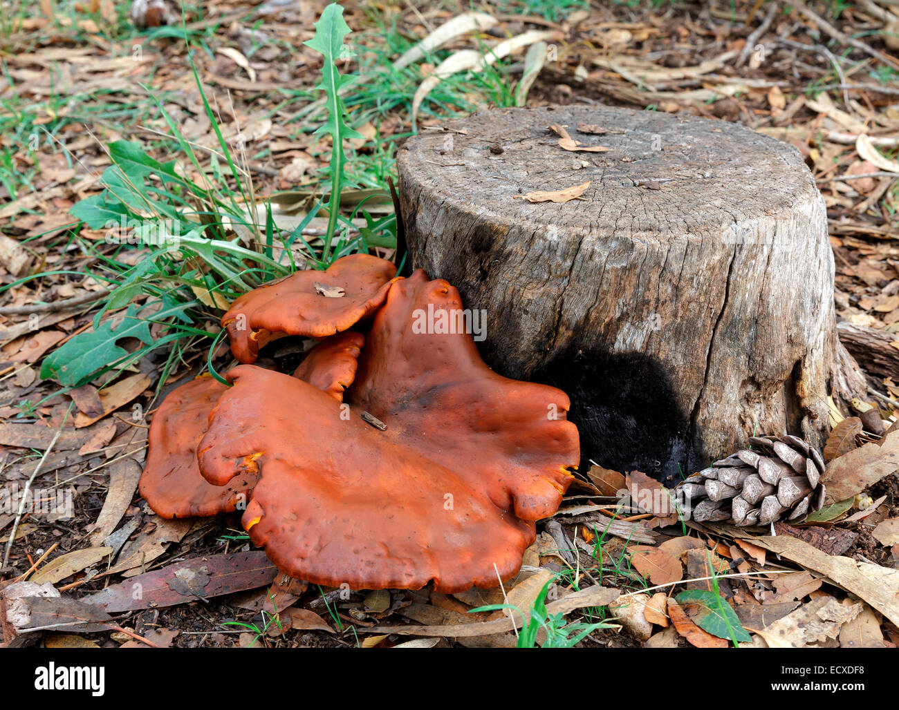 Mushroom growing in their natural habitat Stock Photo Alamy