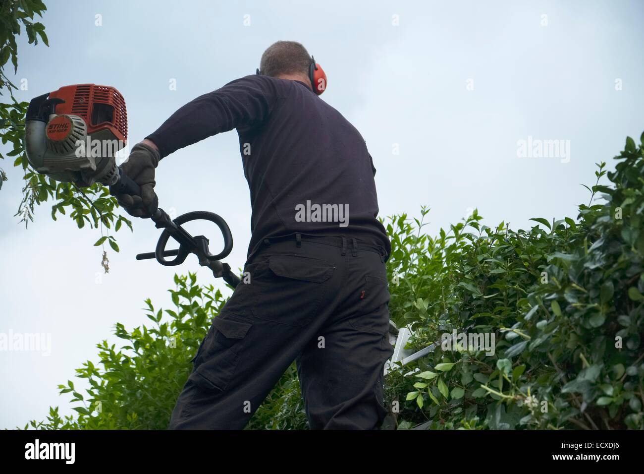 A tree surgeon tidies a high hedge from a ladder with a pole trimmer ...