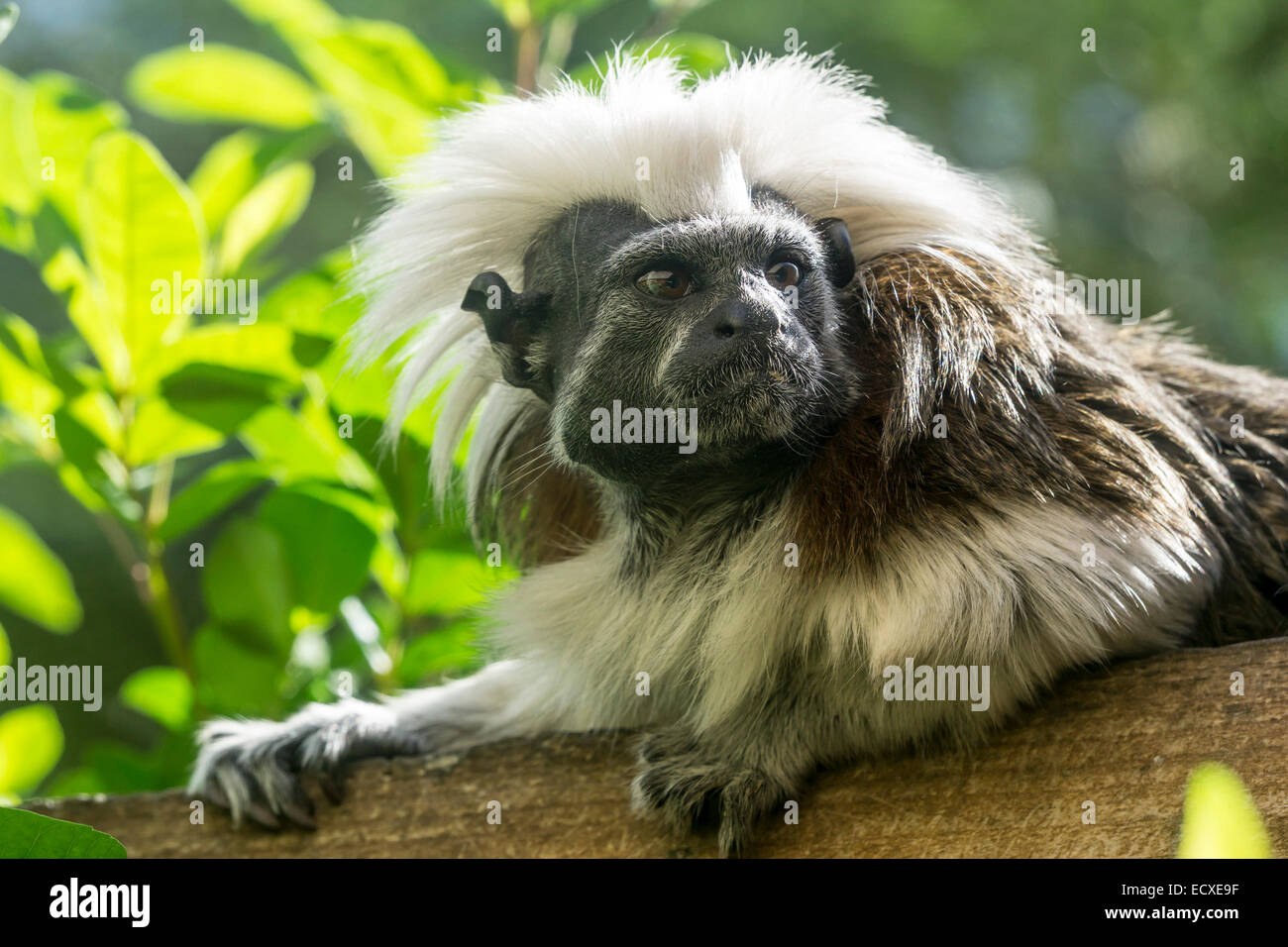 Tamarind monkey hi-res stock photography and images - Alamy