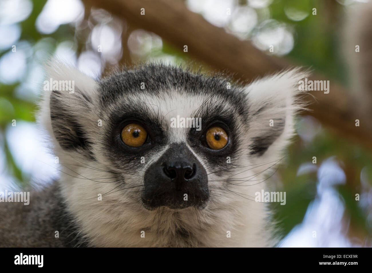 Tenerife - Monkey Park Zoo, Los Cristianos. Ringtailed lemur. Stock Photo