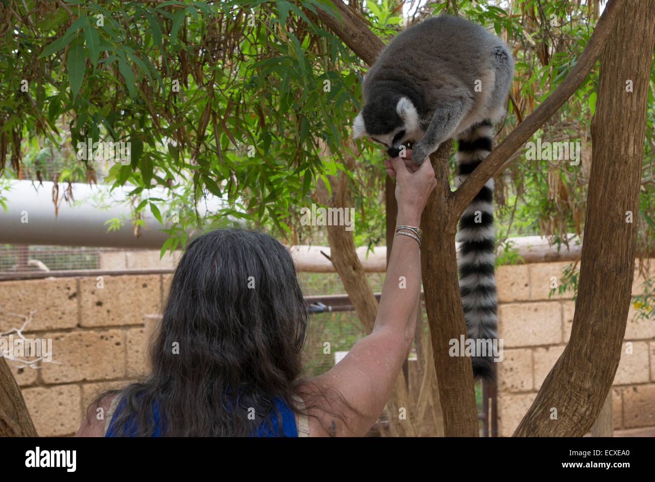 Tenerife - Monkey Park Zoo, Los Cristianos. Ringtailed lemur. Stock Photo