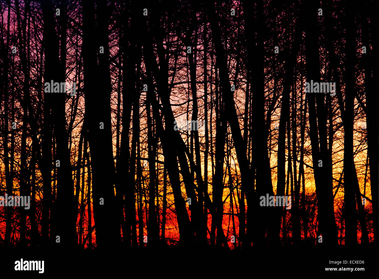 Wood of black alder trees (Alnus glutinosa) at sunset - Silhouettes in Backlight Stock Photo
