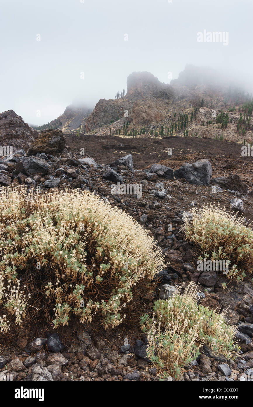 Tenerife - Mount Teide. The national park, volcanic landscape. Stock Photo