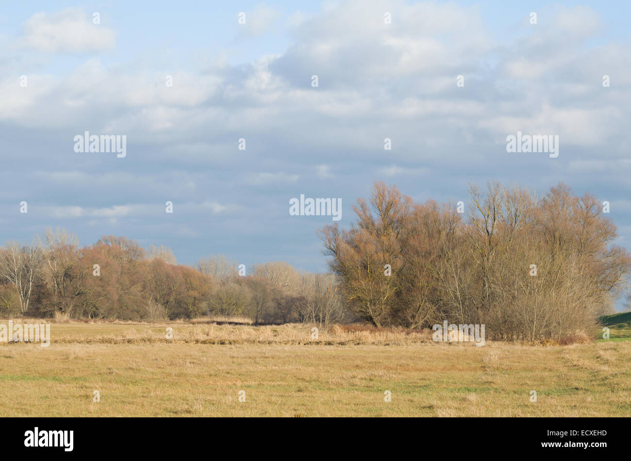 Winter Floodplain Forest Landscape with Cloudy Sky Stock Photo