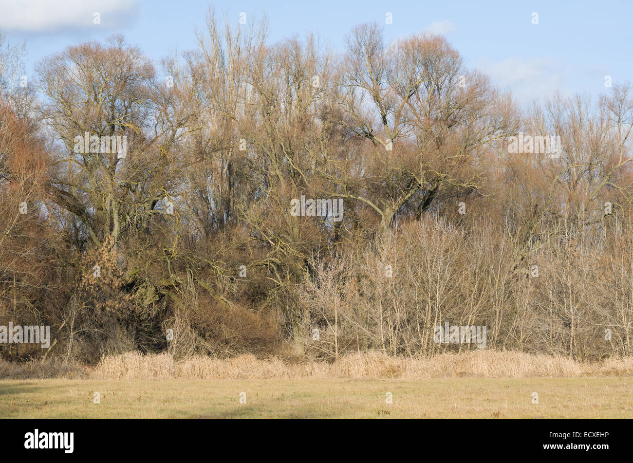Jungle of Branches in a Winter Floodplain Forest Stock Photo
