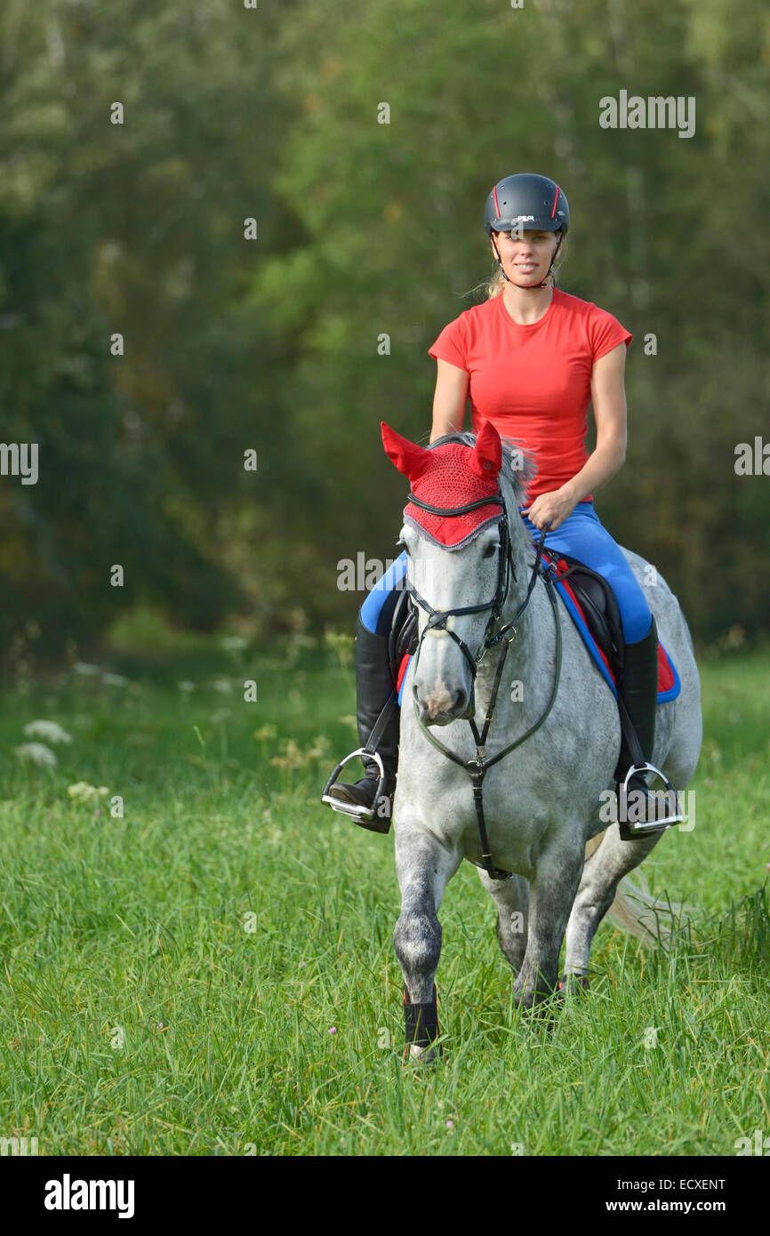 Rider on back of a "Selle Français" horse (French warmblood horse) riding in a meadow Stock