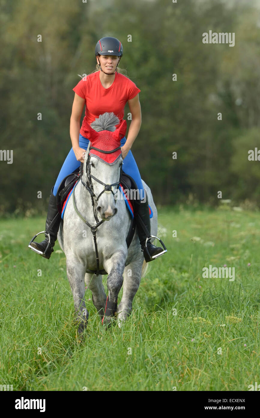 Rider on back of a "Selle Français" horse (French warmblood horse) riding in a meadow Stock