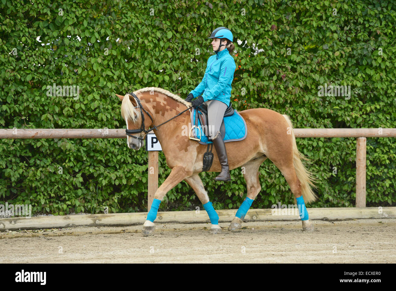 Dressage rider on Haflinger horse trotting without stirrups Stock Photo