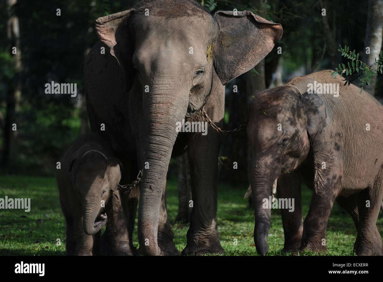 Elephants in Way Kambas National Park. Stock Photo