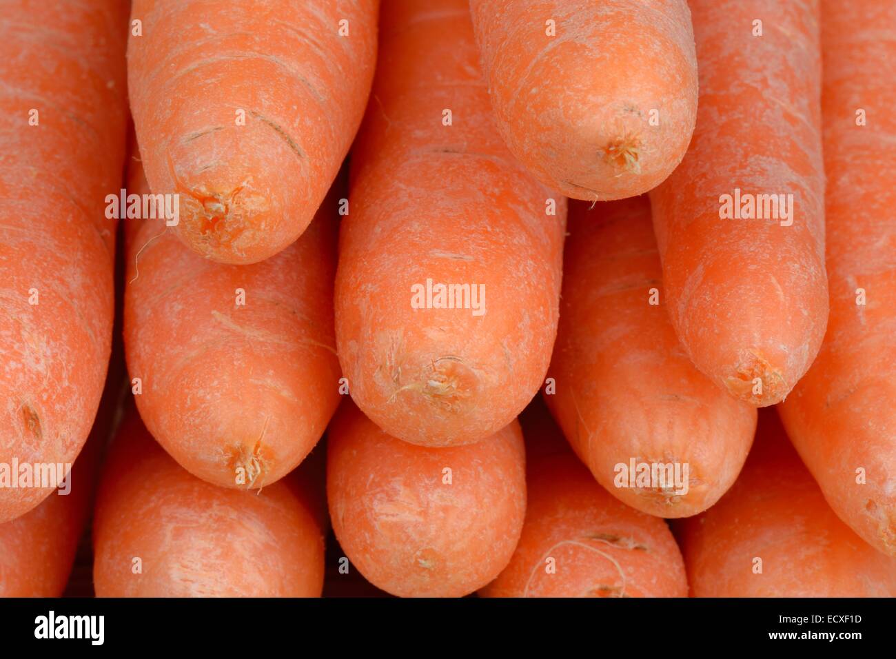 Bunch of carrots (Daucus carota) Stock Photo