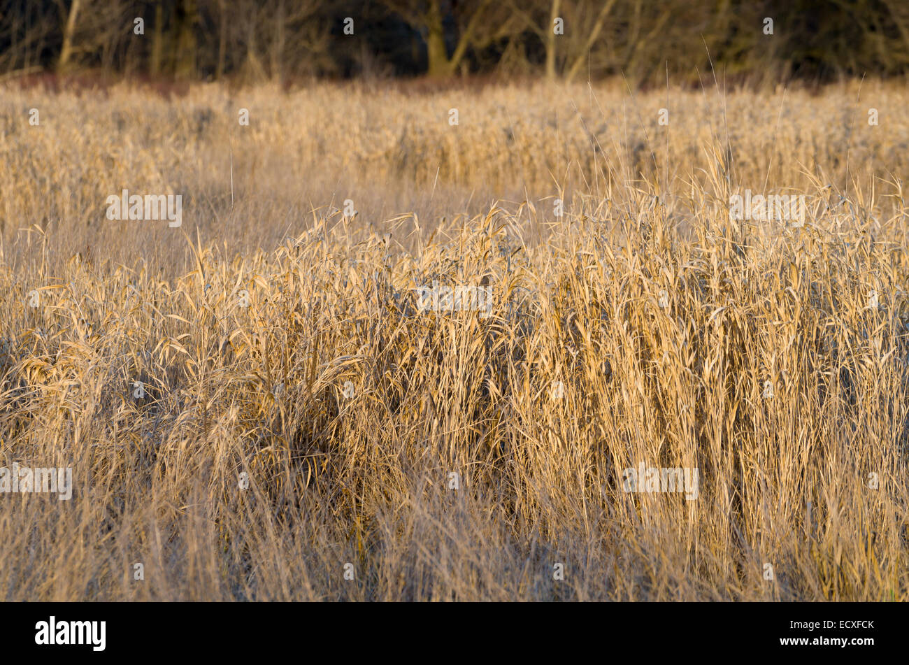 Dried Winter Reeds in front of Floodplain Forest Closeup Stock Photo