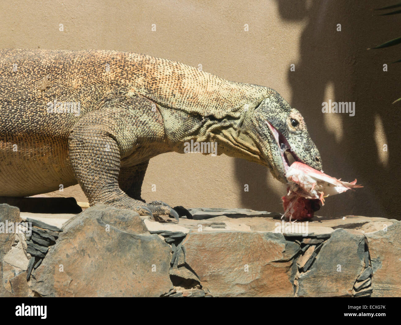 Gran Canaria - Palmitos Park. Komodo dragon lizard. Feeding. Stock Photo