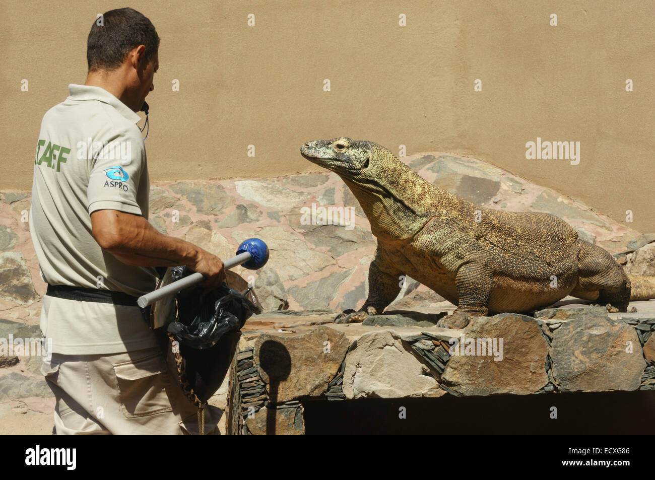 Gran Canaria - Palmitos Park. Komodo dragon lizard. Feeding. Stock Photo