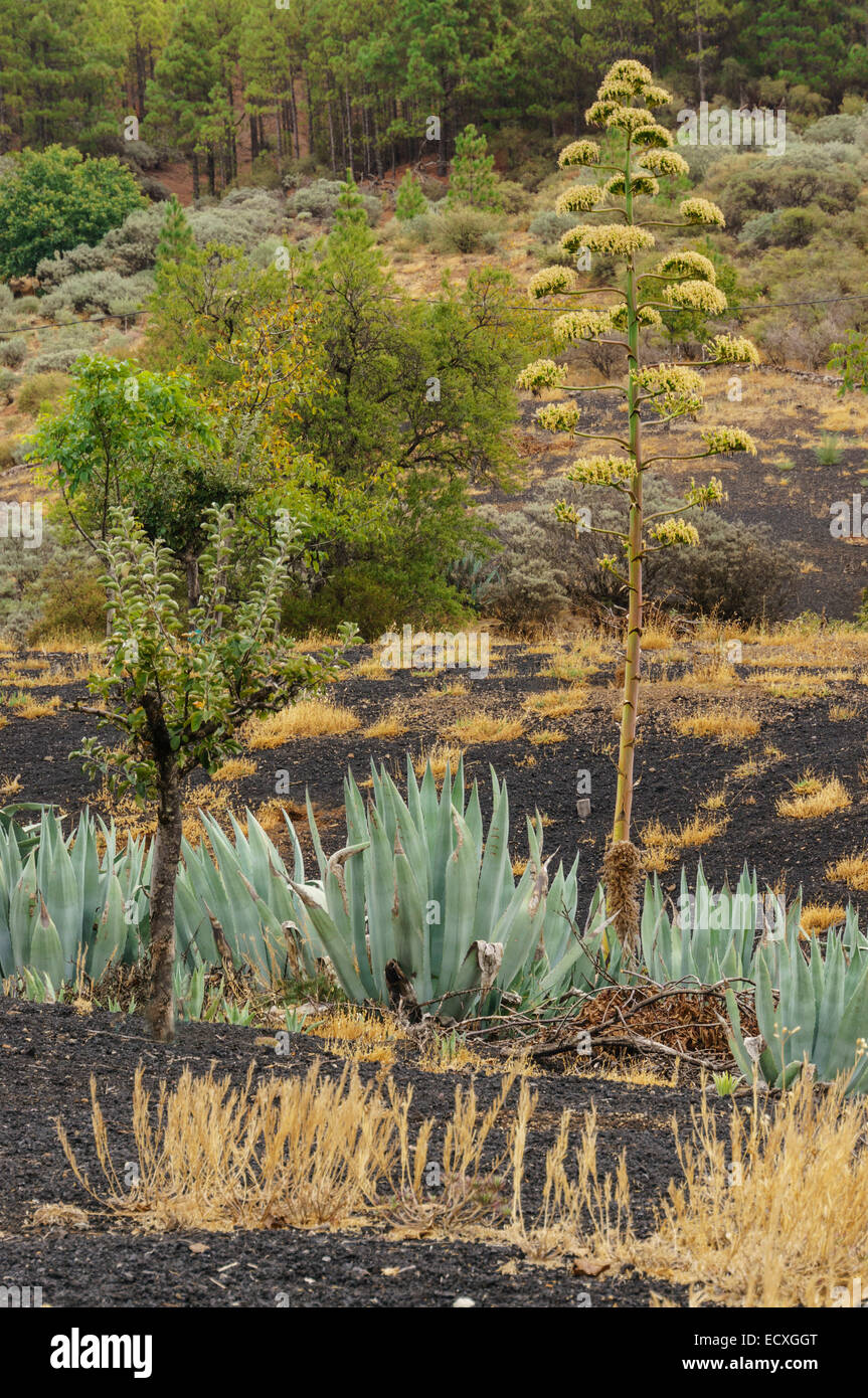 Gran Canaria - typical plants Stock Photo - Alamy