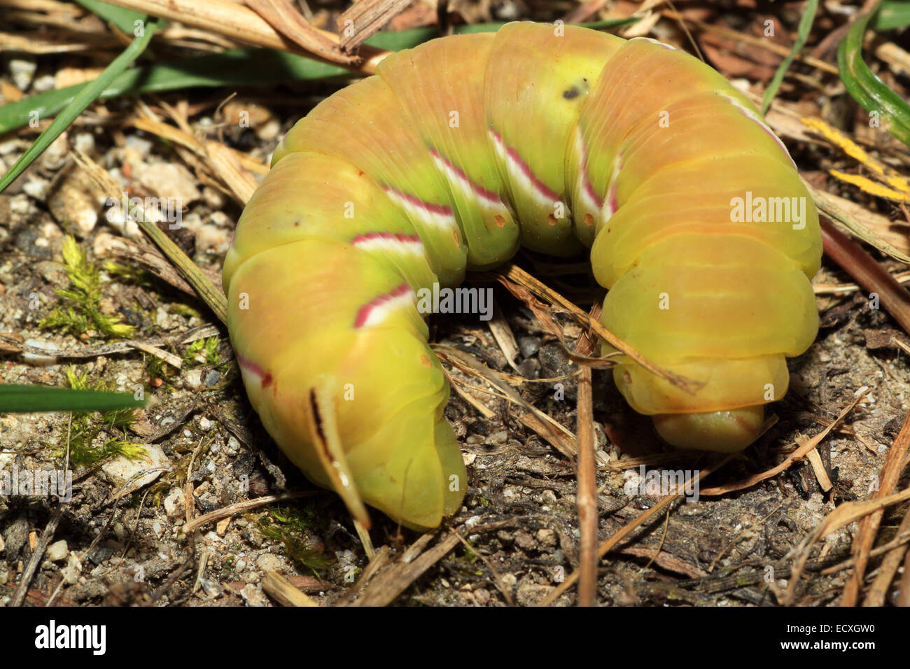 A giant green and yellow caterpillar at the ground, probabily a sphynx moth butterfly Stock Photo