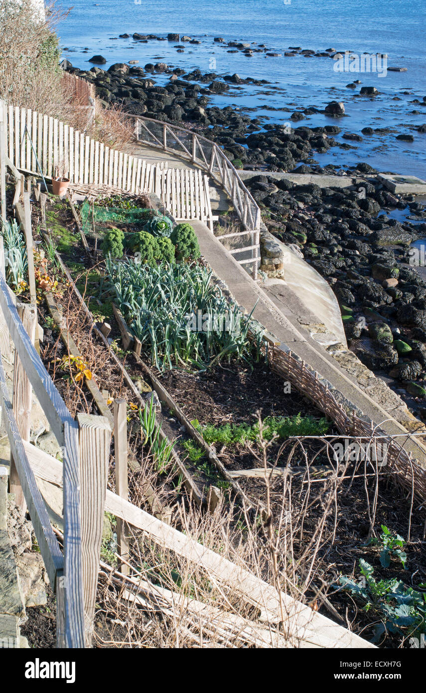 Terraced vegetable garden above the sea at Runswick Bay, north Yorkshire, England, UK Stock Photo