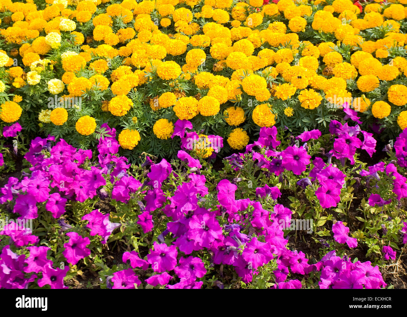 Marigold flowers petunia flowers hires stock photography and images