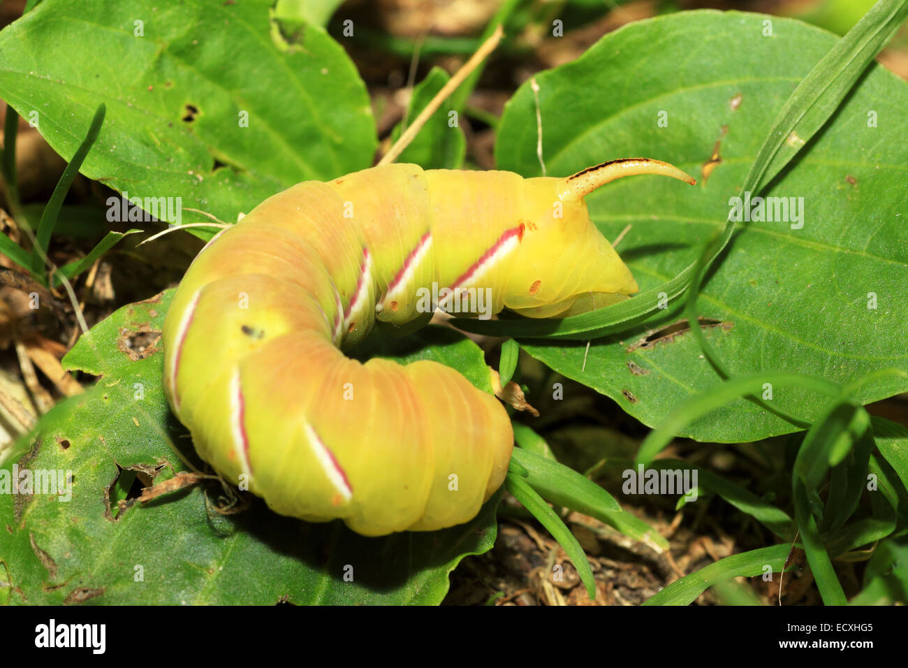 A huge green and yellow caterpillar in the vegetation, probabily a sphynx moth butterfly Stock Photo