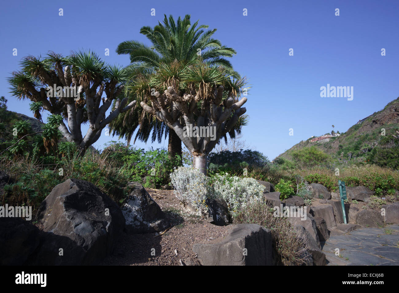Gran Canaria the Jardin Botanico de Viera y Clavijo. Run by the University of Las Palmas Gran Canaria the Jardin Botanico de Viera y Clavijo. Run by the University of Las Palmas