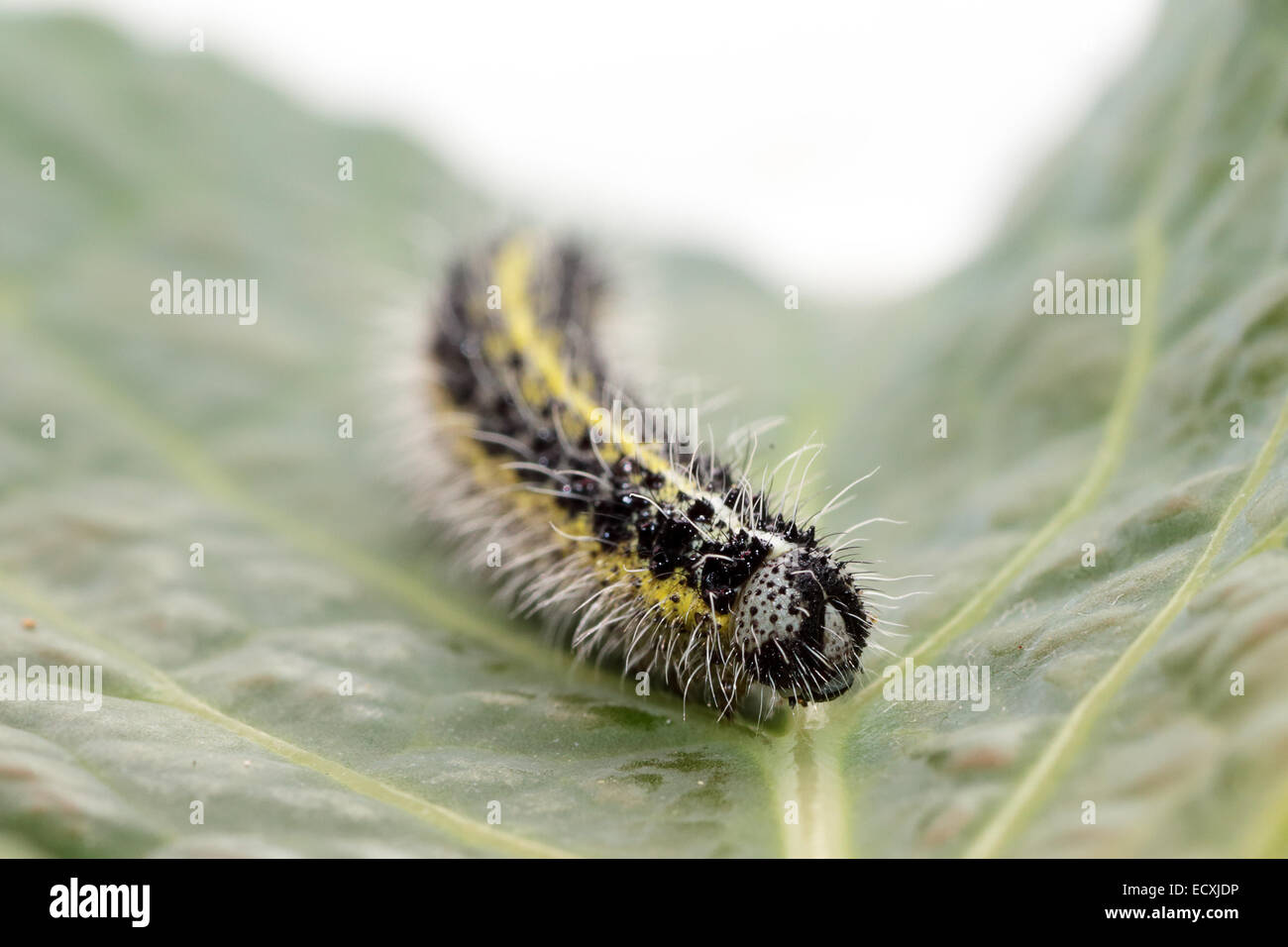 Frontal view of a caterpillar of small cabbage, Pieris rapae, white butterfly on a leaf of savoy cabbage Stock Photo
