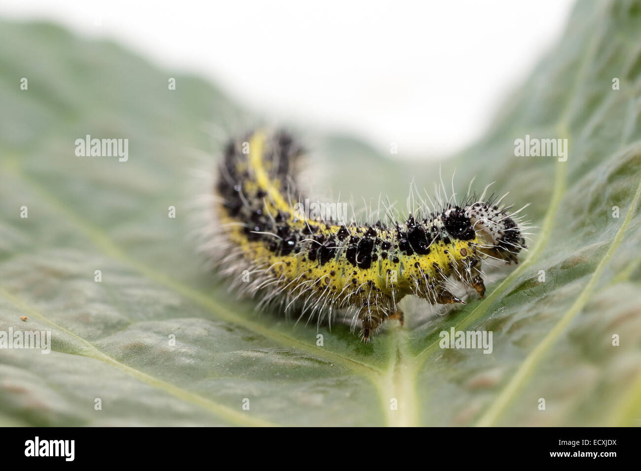 A caterpillar of small cabbage white butterfly, Pieris rapae, on a leaf of savoy cabbage Stock Photo
