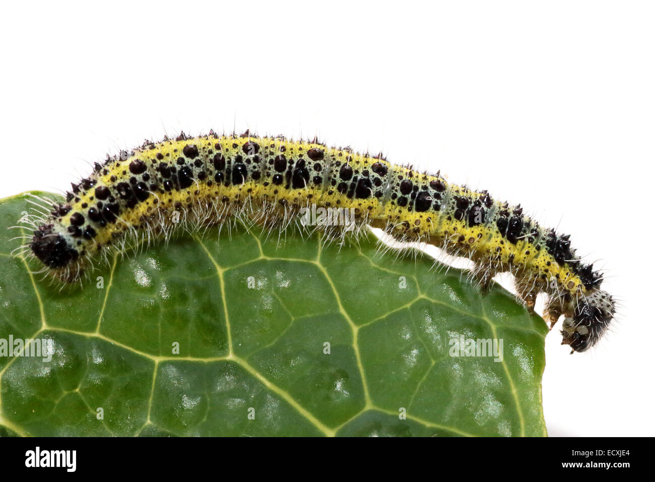 Side view of a caterpillar of large cabbage white butterfly, Pieris brassicae, on a leaf of savoy cabbage Stock Photo