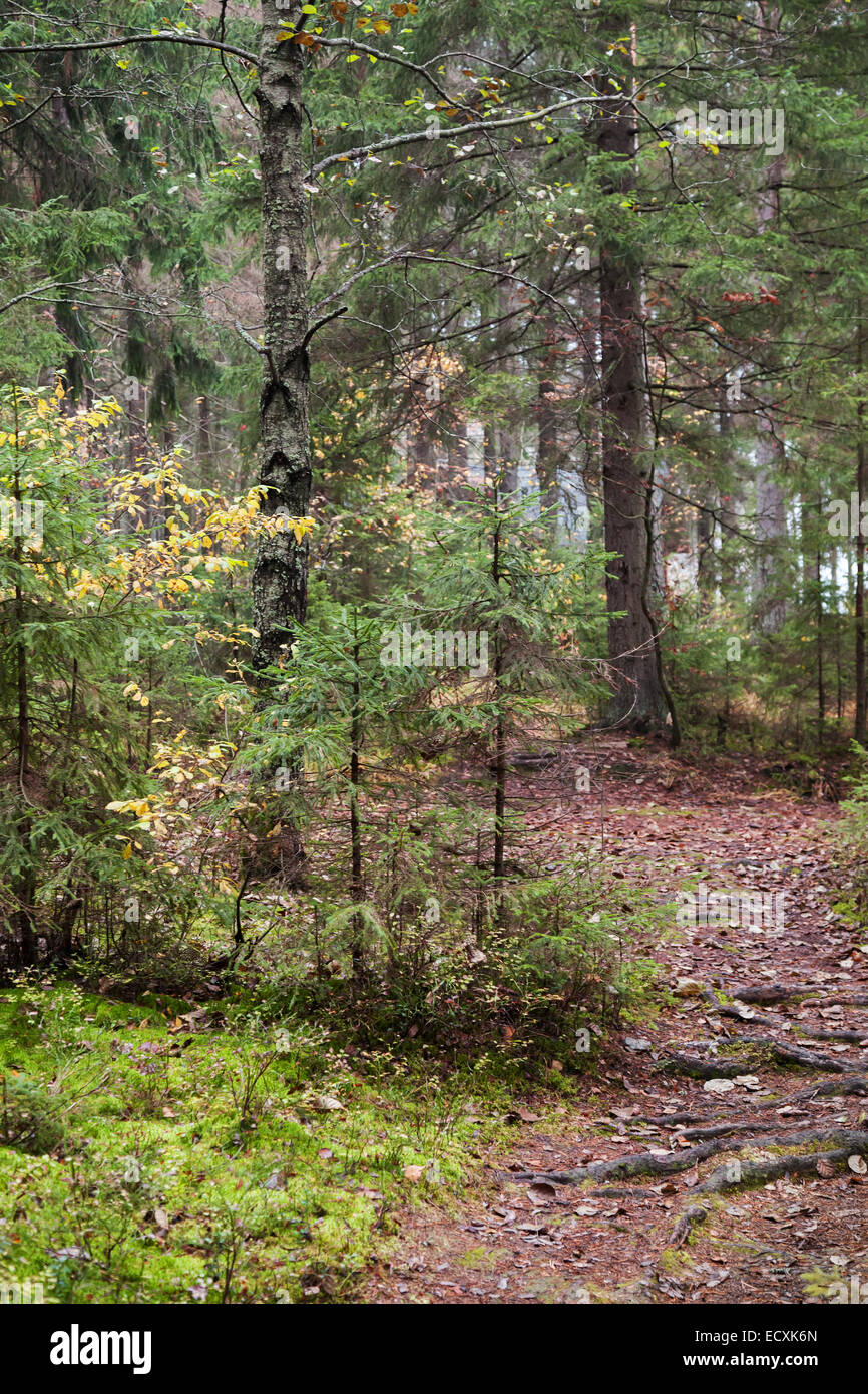 Narrow lane in dark autumnal forest, Karelia, Russia Stock Photo