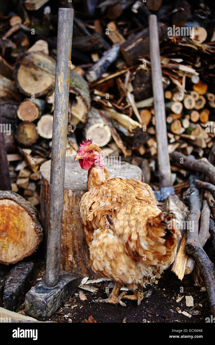 Free range chicken outdoor near a pile of firewood Stock Photo - Alamy