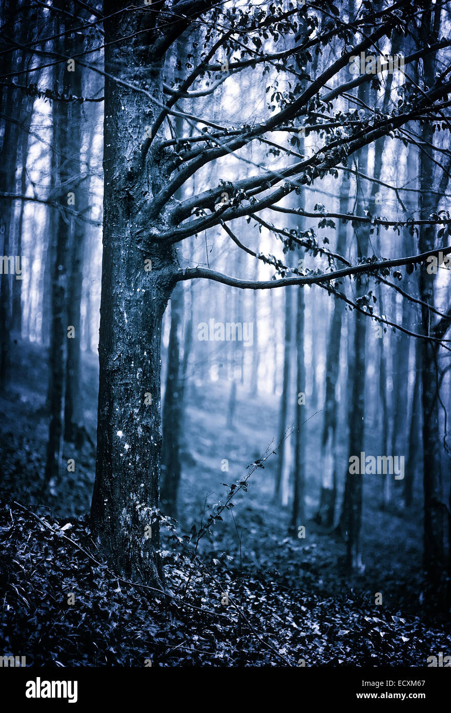 Moody landscape with scary forest at night Stock Photo - Alamy