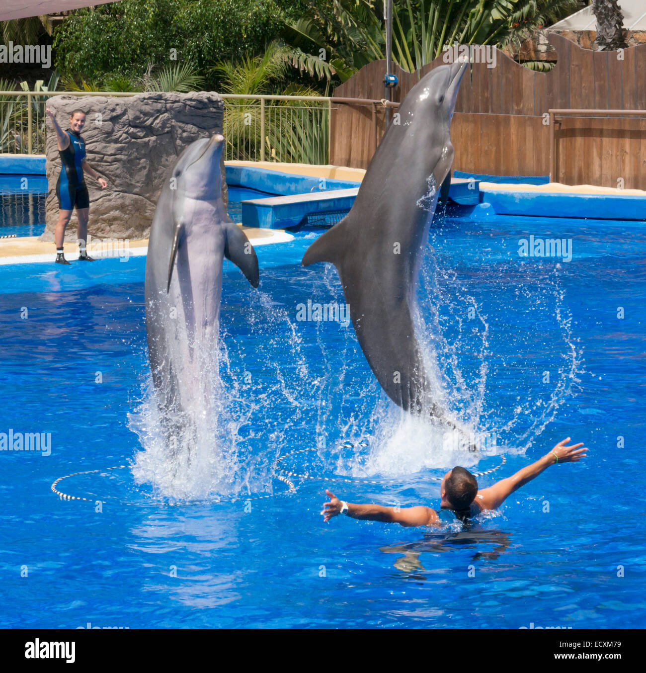 Gran Canaria - Palmitos Park. Dolphin show. Stock Photo