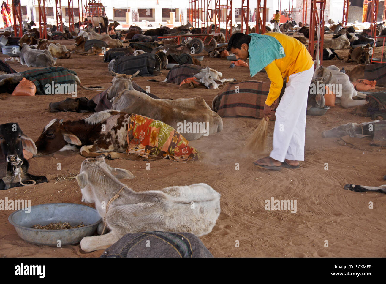 Man cleaning at Sri Krishna Gopal Gauseva Samity, India's first cow hospital, near Nagaur, Rajasthan, India Stock Photo