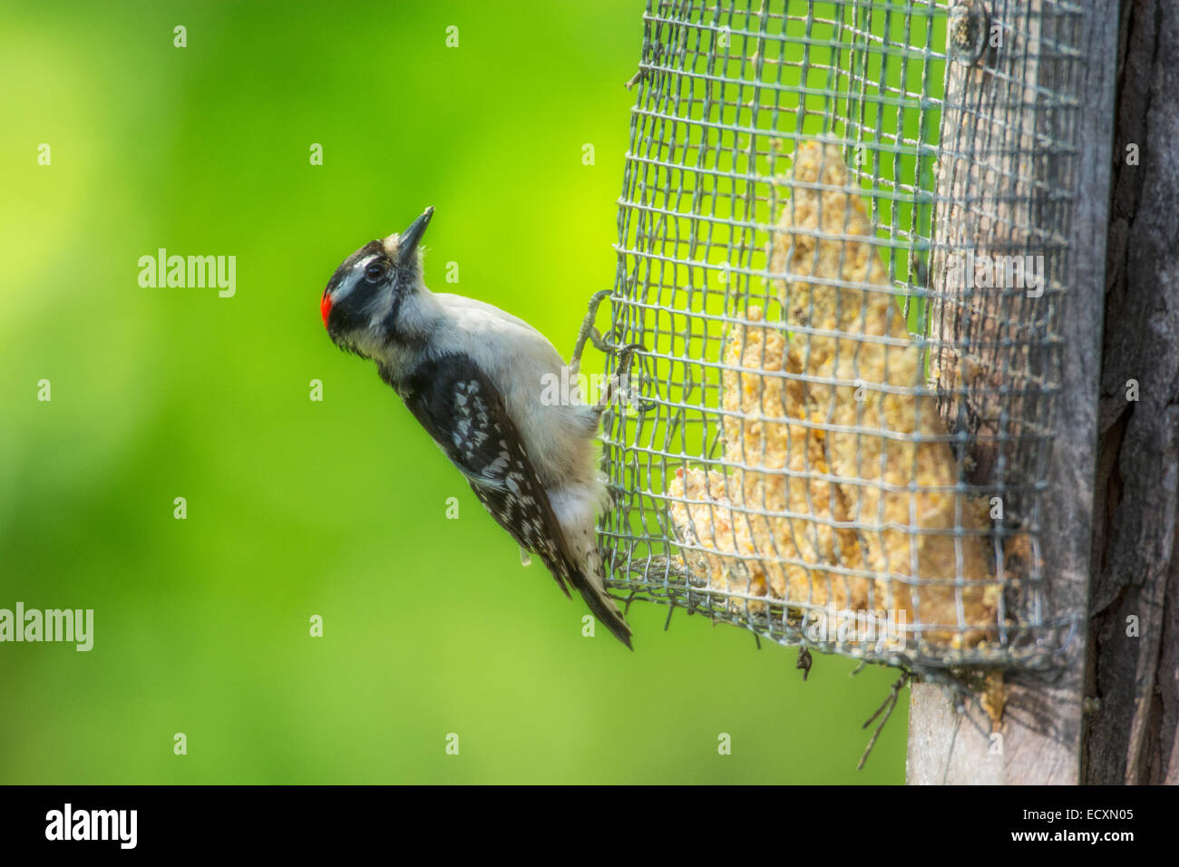 Male Downy Woodpecker on suet feeder Stock Photo Alamy