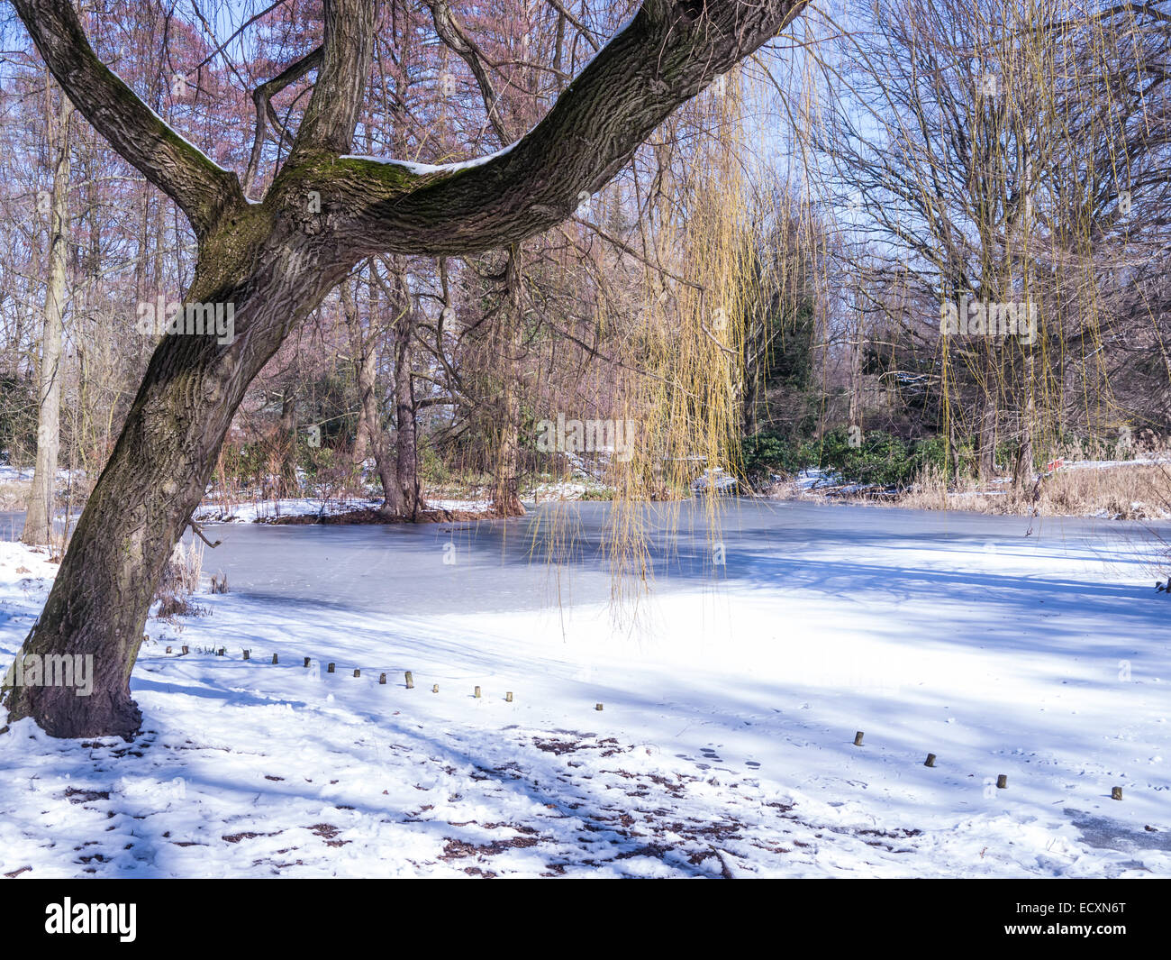 weeping willow and lake in tiergarten berlin in winter Stock Photo Alamy