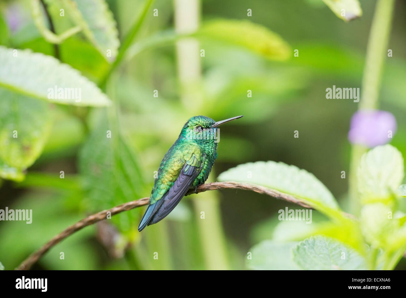 blue-chinned sapphire hummingbird (Chlorestes notatus) single adult male perched on vegetation. Stock Photo