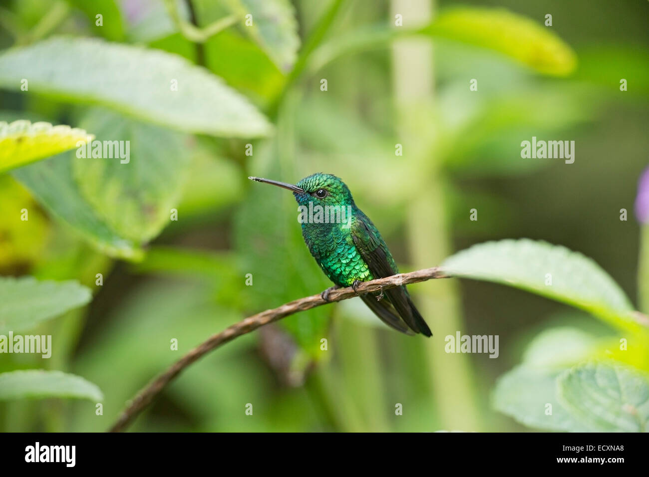 blue-chinned sapphire hummingbird (Chlorestes notatus) single adult male perched on vegetation. Stock Photo