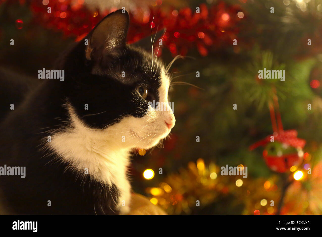 A black and white adult cat is sitting ahead a christmas pine tree decorated with lights and bubbles Stock Photo