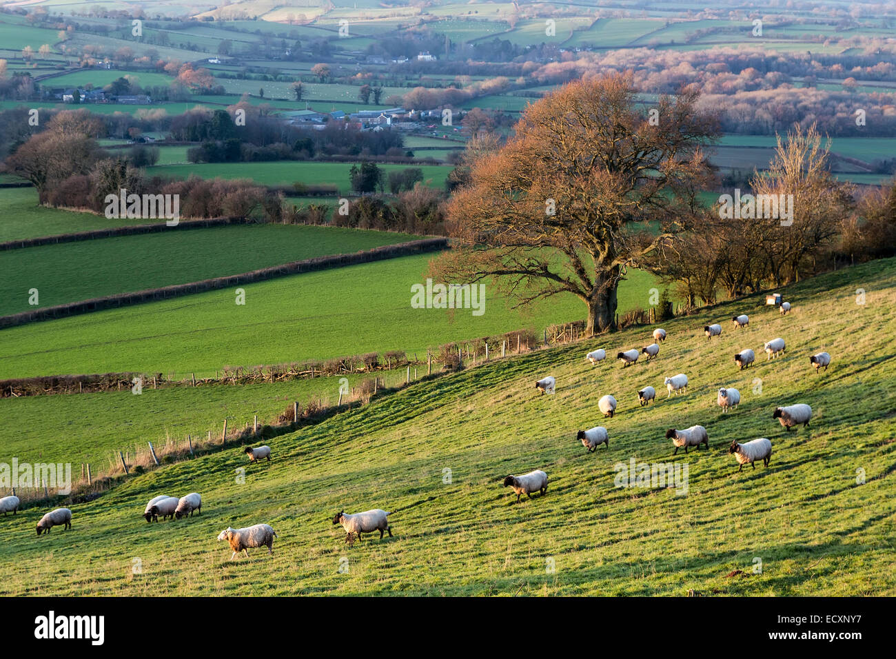 Sheep crossing field, Alt yr Esgair with view into the Usk valley, Wales, UK Stock Photo