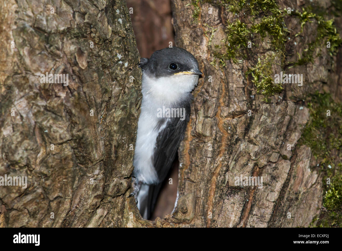 Baby Tree Swallow peaking out from the nest Stock Photo