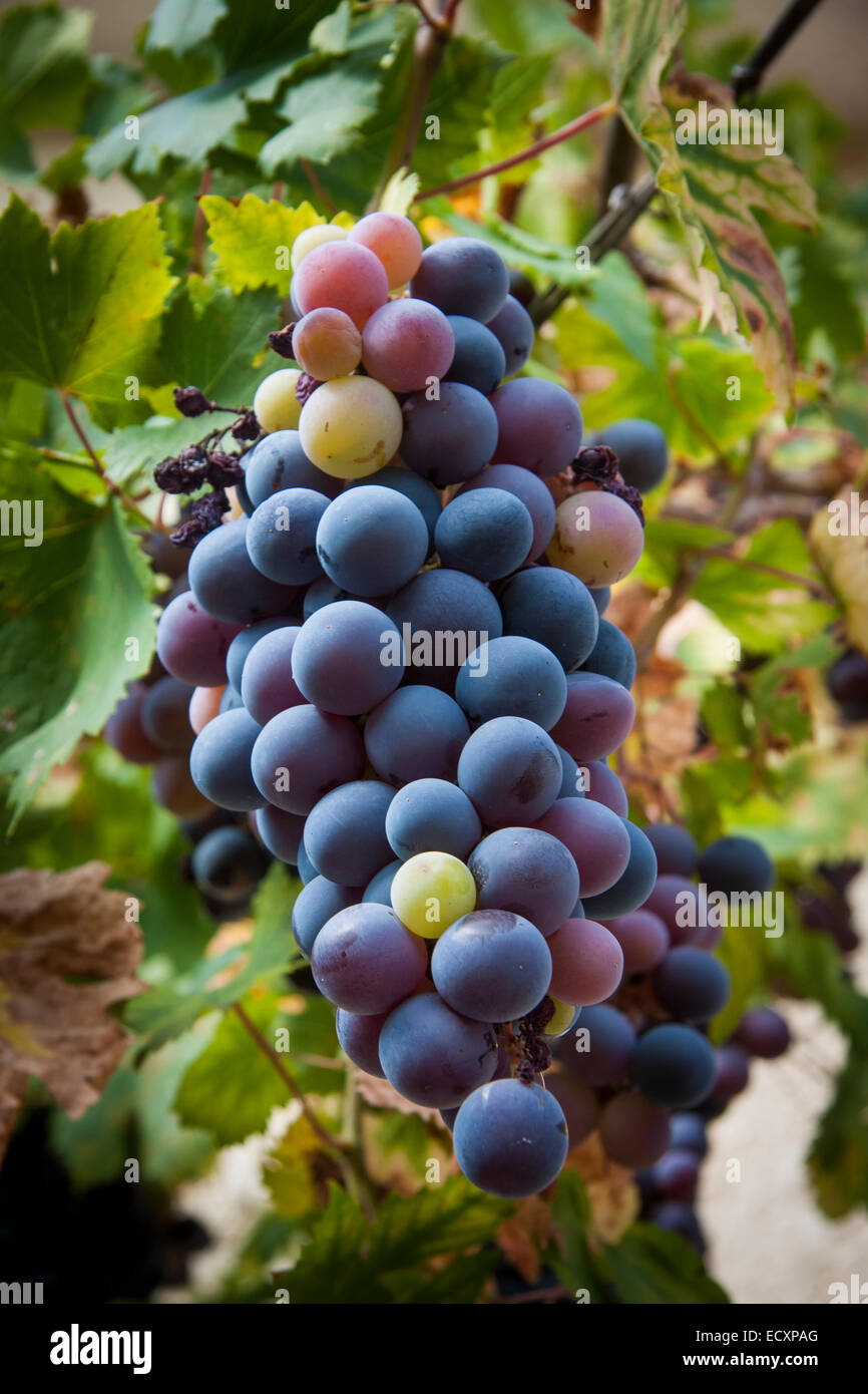 Black grape at Pournaria village. Arcadia, Peloponnese, Greece Stock Photo