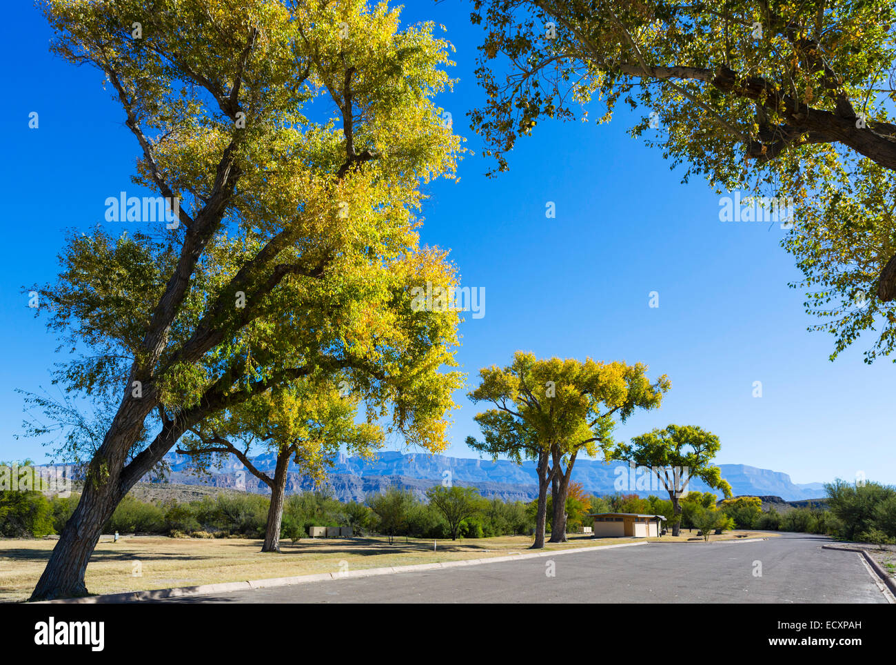 Fall colors in a picnic area at Rio Grande Village in Big Bend National Park, Texas, USA Stock Photo