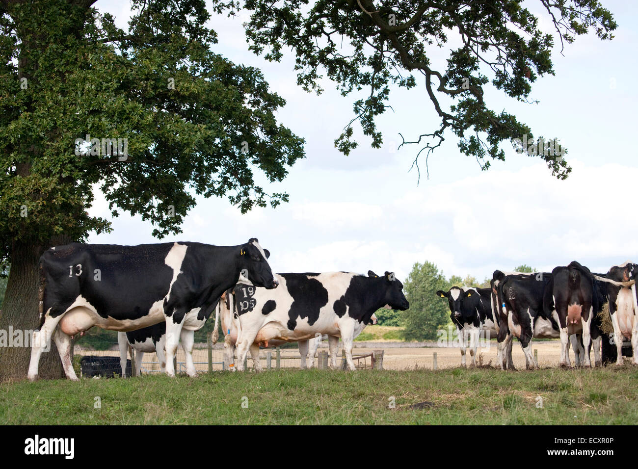 Holstein Dairy Cows at grass in Shropshire, England, UK Stock Photo - Alamy