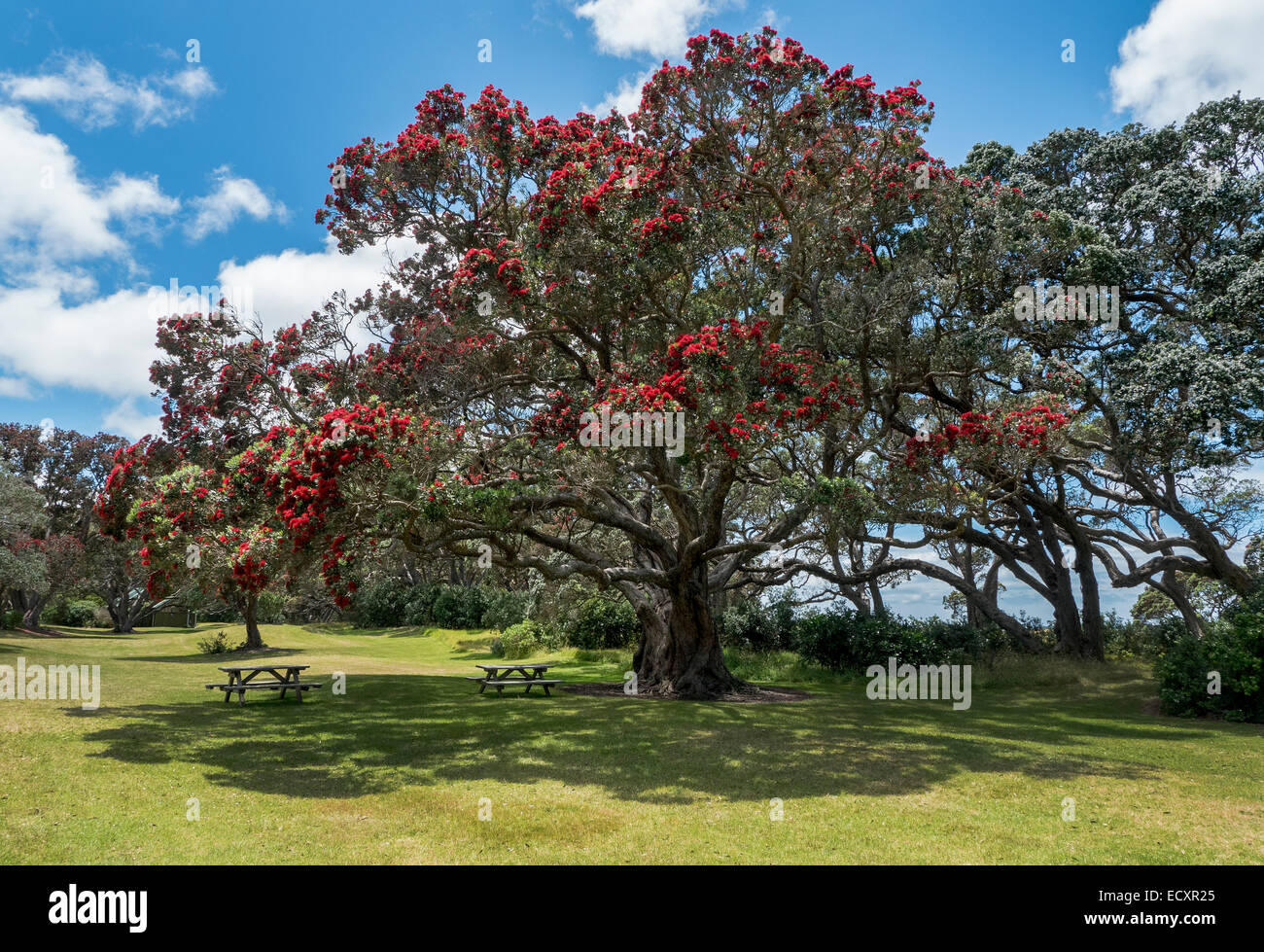 Flowering Pohutukawa tree at mouth of Puhoi River, Wenderholm Regional Park, Auckland, New Zealand Stock Photo